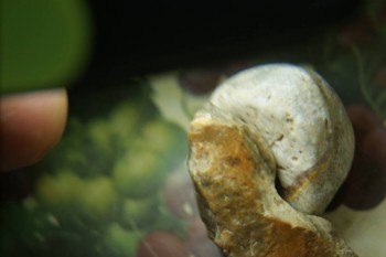 Израсцы и камни - DSC08206.JPG