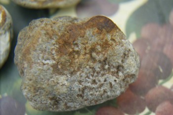 Израсцы и камни - DSC08210.JPG