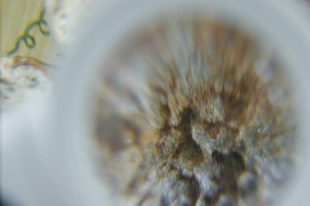 Израсцы и камни - DSC08211.JPG