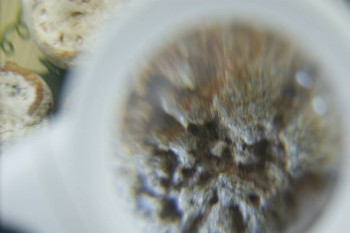 Израсцы и камни - DSC08212.JPG