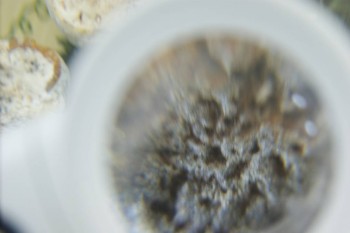 Израсцы и камни - DSC08213.JPG