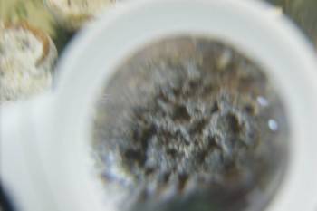 Израсцы и камни - DSC08214.JPG