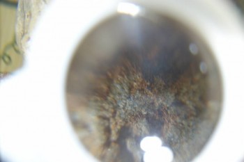 Израсцы и камни - DSC08215.JPG