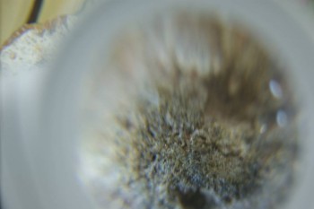 Израсцы и камни - DSC08217.JPG