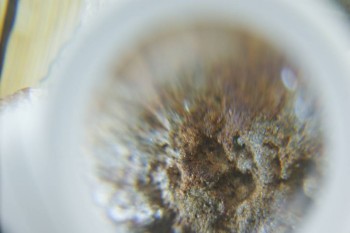 Израсцы и камни - DSC08216.JPG