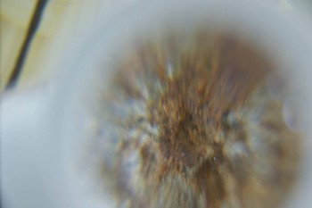 Израсцы и камни - DSC08218.JPG