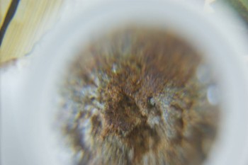 Израсцы и камни - DSC08219.JPG