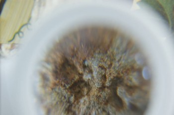 Израсцы и камни - DSC08220.JPG