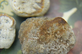 Израсцы и камни - DSC08221.JPG