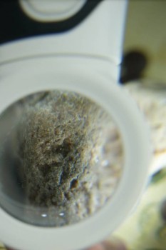 Израсцы и камни - DSC08227.JPG