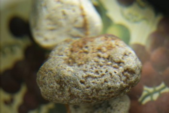 Израсцы и камни - DSC08225.JPG