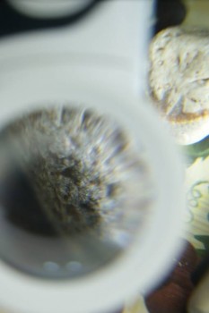 Израсцы и камни - DSC08231.JPG