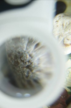 Израсцы и камни - DSC08230.JPG