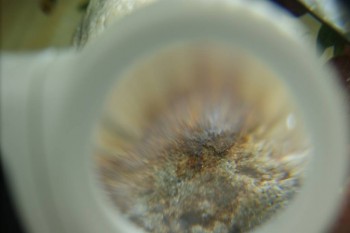 Израсцы и камни - DSC08233.JPG