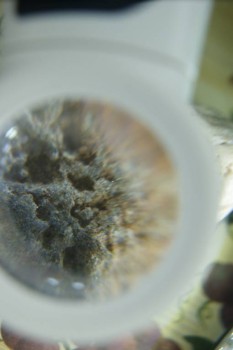 Израсцы и камни - DSC08234.JPG