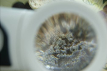 Израсцы и камни - DSC08232.JPG