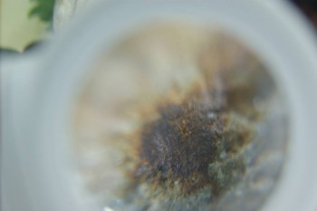 Израсцы и камни - DSC08236.JPG