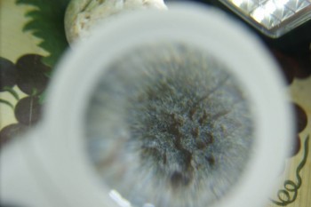 Израсцы и камни - DSC08240.JPG