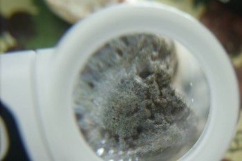 Израсцы и камни - DSC08239.JPG