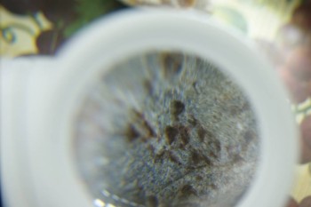 Израсцы и камни - DSC08238.JPG