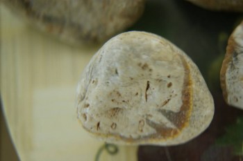 Израсцы и камни - DSC08165.JPG