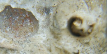 Израсцы и камни - DSC08101.Схема.jpg